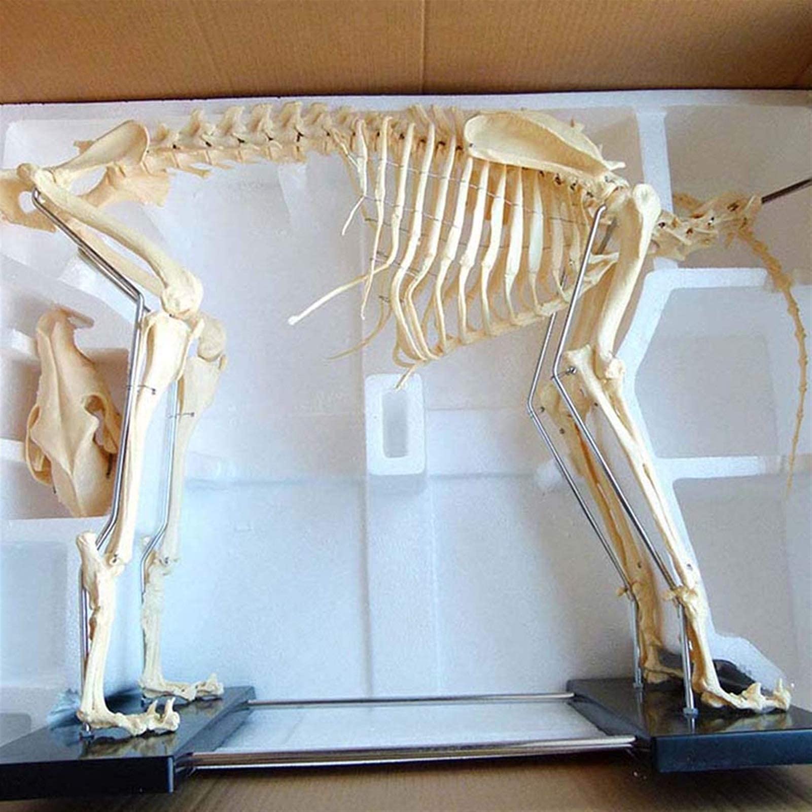 Amazon.co.jp: 大型犬の犬の骨格モデル - 動物骨格標本解剖学モデル